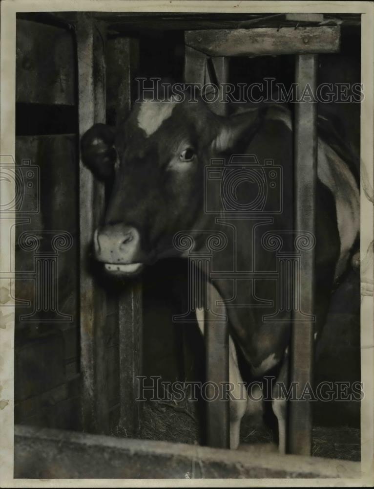 1939 Press Photo Last cow in Boyd Dairy in Cleveland Ohio - nee93096 - Historic Images