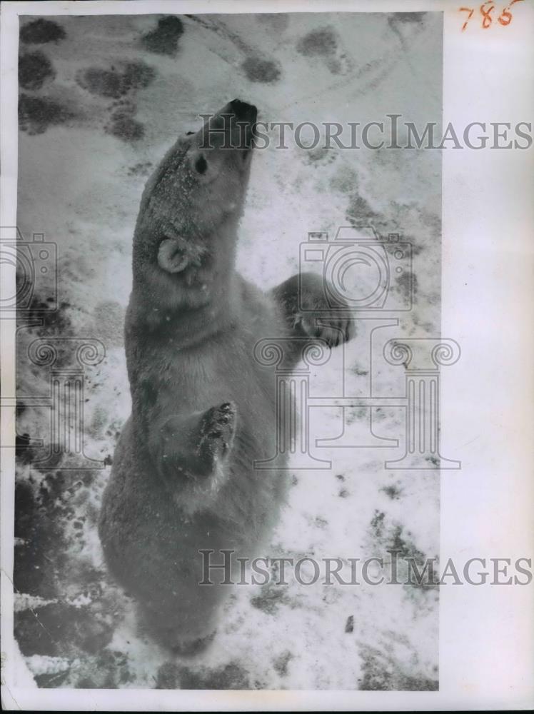 1960 Press Photo Polar Bear Swimming - nee93164 - Historic Images