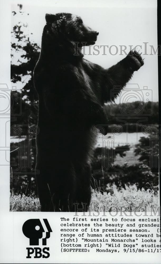 1987 Press Photo Animals Grizzly Bears - spp00179 - Historic Images