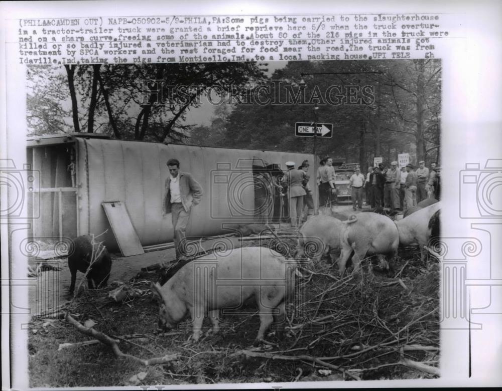 1961 Press Photo Pigs on the loose after escape from overturned truck - Historic Images