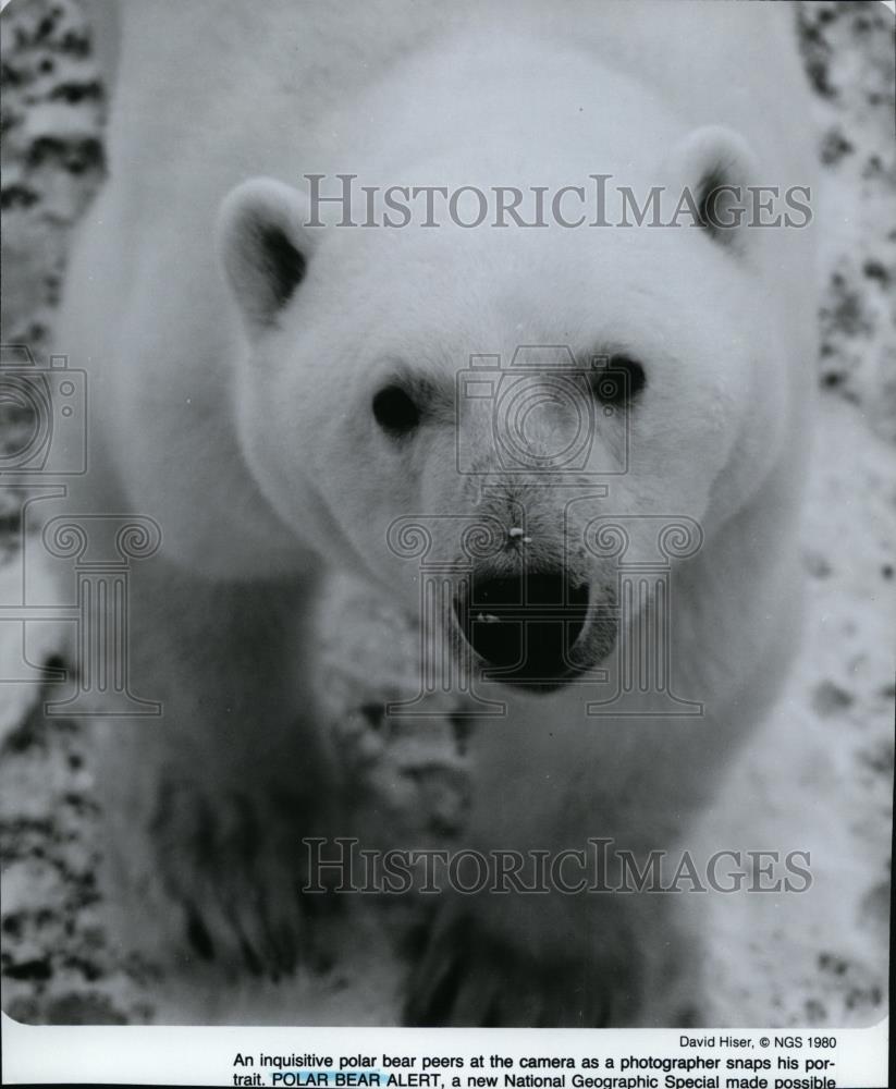 1982 Press Photo Polar Bear Alert a National Geographic Special - spp00262 - Historic Images