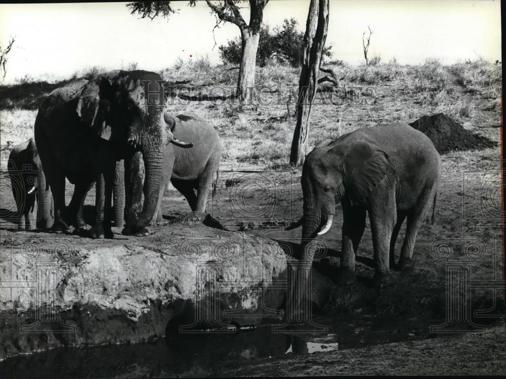 1985 Press Photo Animals Elephants Balsivana - spa22679 - Historic Images