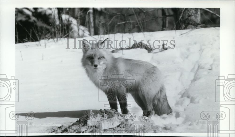 1986 Press Photo Red Fox - spa21927 - Historic Images
