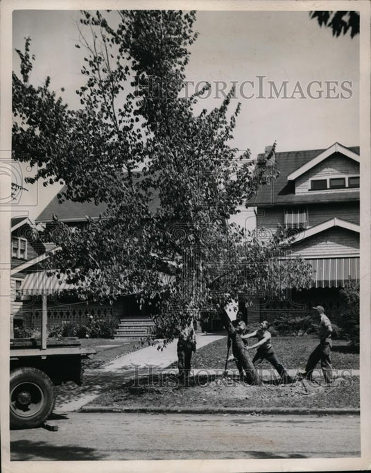 1948 Press Photo Elm Tree being remove on W. 131st, south of Lorain - nef00029 - Historic Images