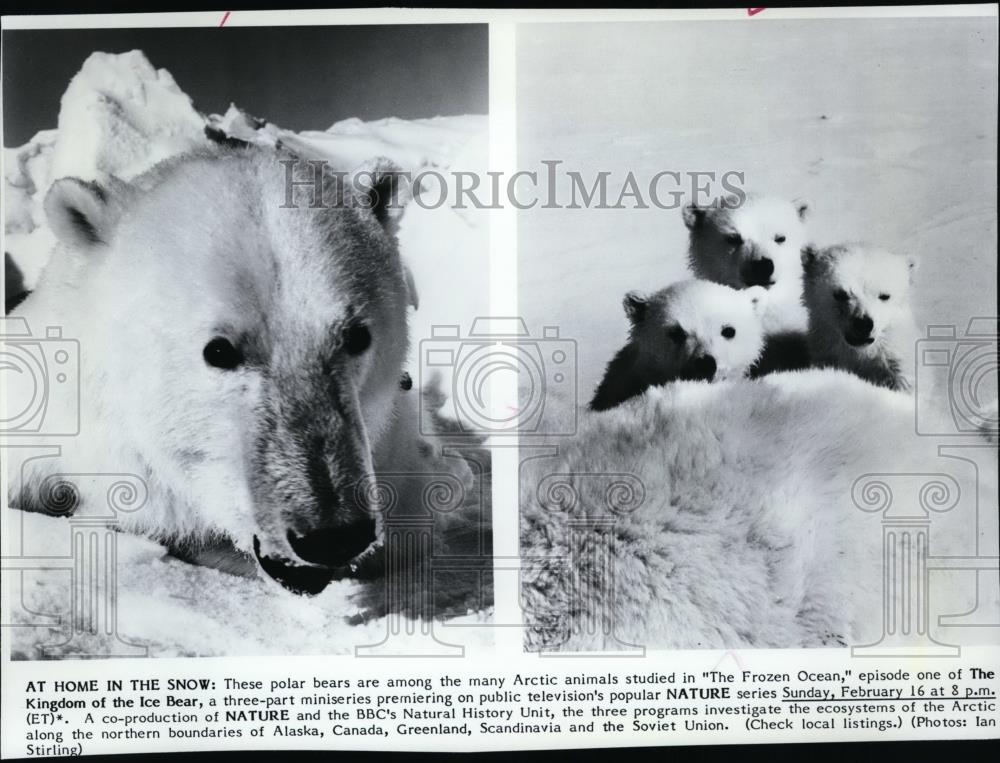 1986 Press Photo Polar Bears Arctic Animal in The Frozen Ocean - spp00803 - Historic Images