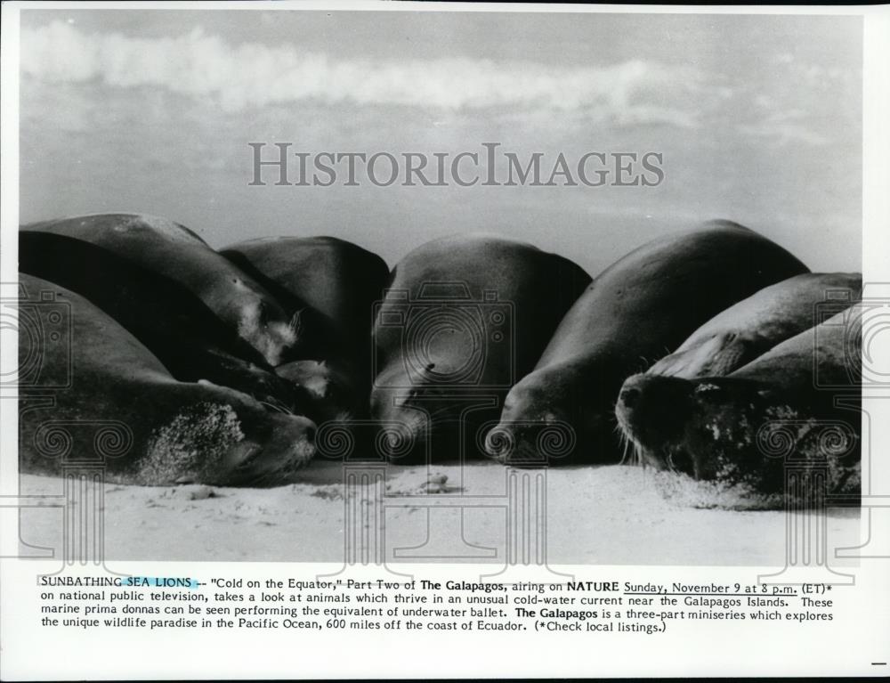 Press Photo Sunbathing Sea Lions Galapagos Islands - spp01025 - Historic Images