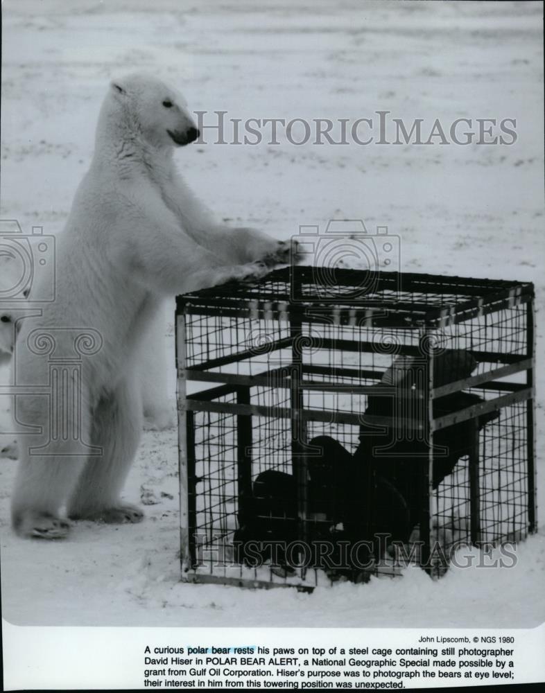 1982 Press Photo Polar Bear rest paws on steel cage containing David Hiser - Historic Images