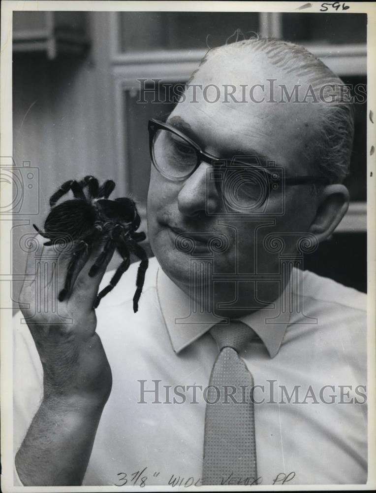 1962 Press Photo Ernst Ahrens gets close up view of large venomous tarantula - Historic Images