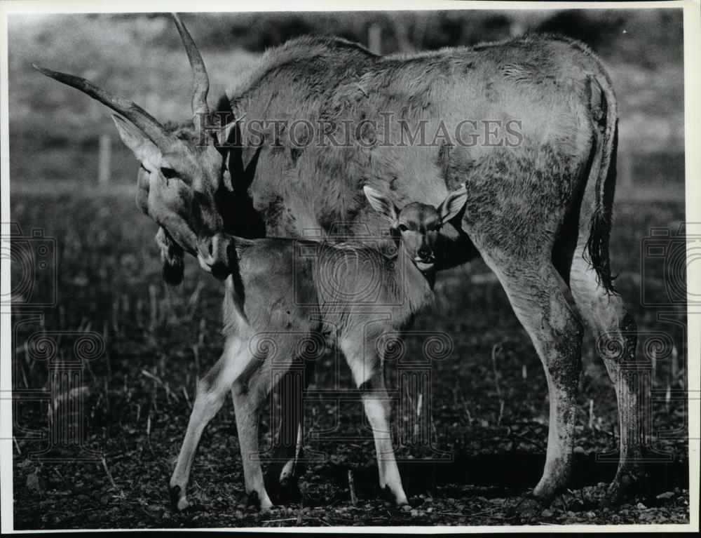 1985 Press Photo Antelope - spa23937 - Historic Images