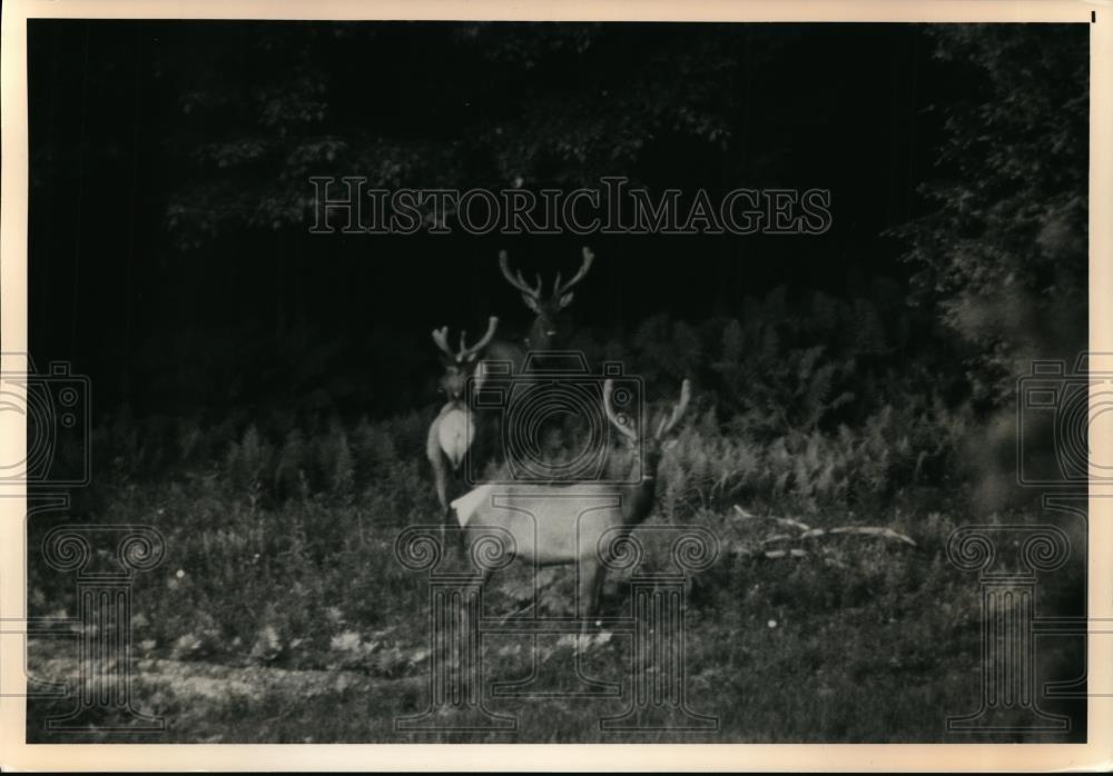 1987 Press Photo Elk roam a 200-square-mile area of Elk and Caron counties in PA - Historic Images