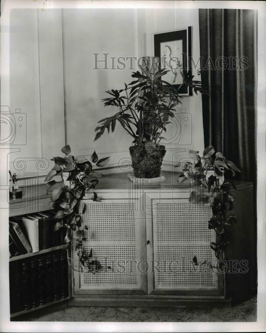 1951 Press Photo Philodendron plants give eye appeal to a quiet corner - Historic Images