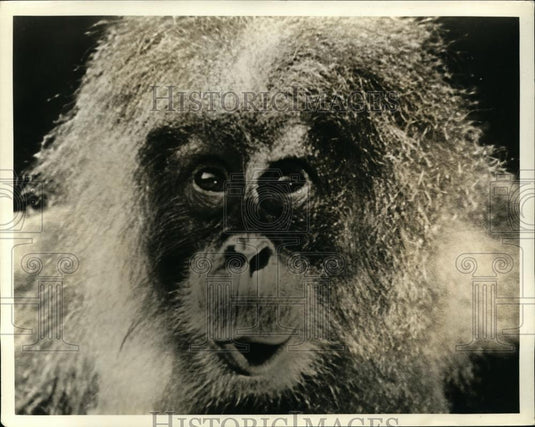 1931 Press Photo Monkey playing title role in film Rango - nee93967 - Historic Images