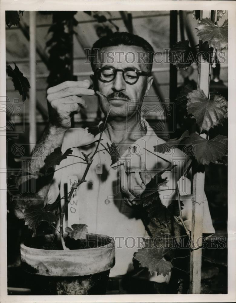 1954 Press Photo Dr Haig Derman injects chemical into grapes during experiment - Historic Images