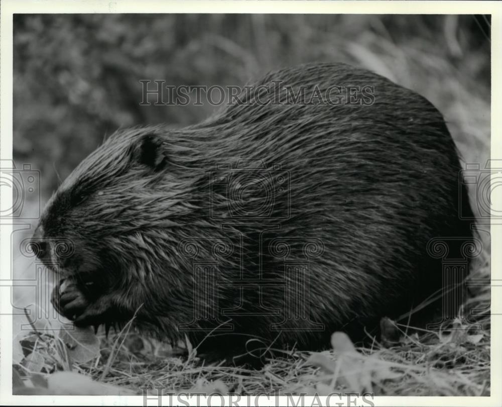 1992 Press Photo Leaves, Twigs and Bark Make Up Beavers Diet - spp00808 - Historic Images