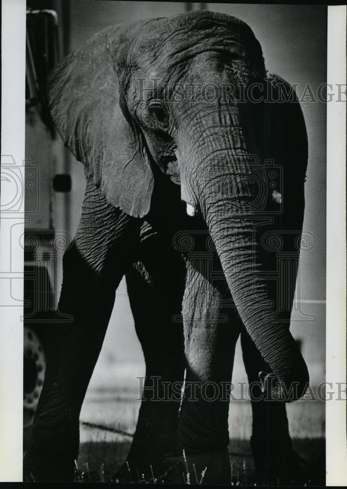 1984 Press Photo Joanne the Elephant - spa22306 - Historic Images