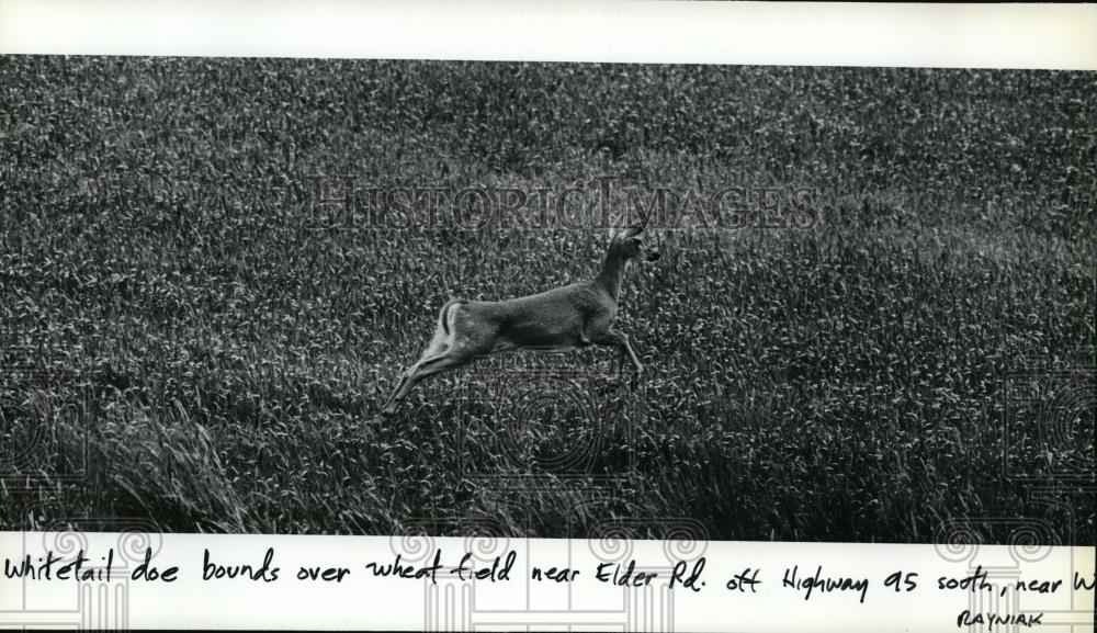 1984 Press Photo Whitetail doe bounds over wheat field - spa21677 - Historic Images