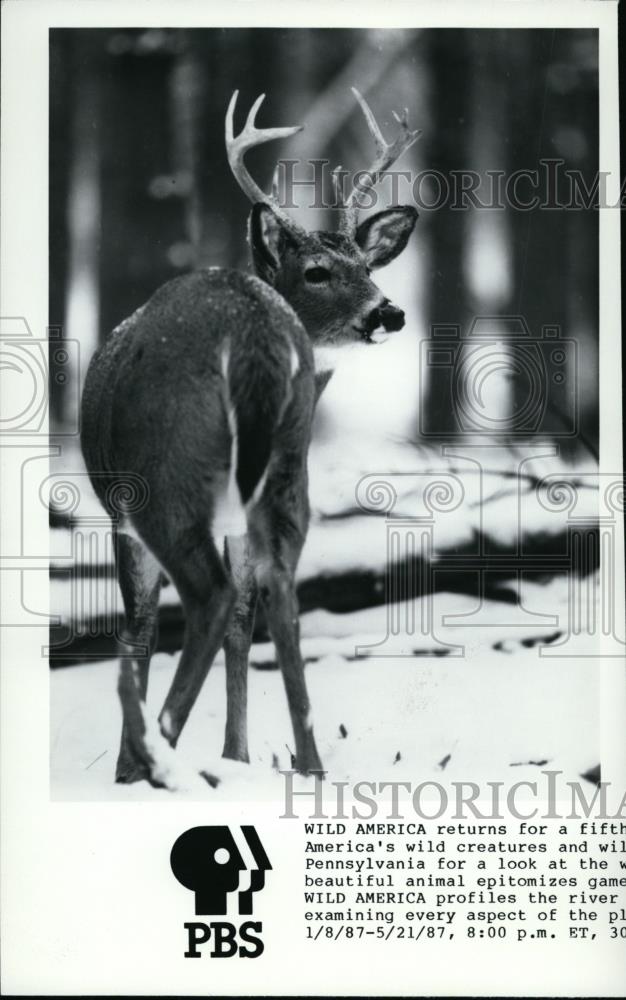 1987 Press Photo Animals Deer - spp00288 - Historic Images
