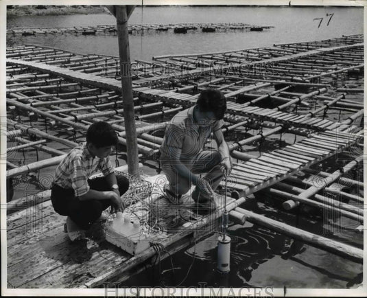 1963 Press Photo Men Raising Oyster Pearl Cages - nef01593 - Historic Images