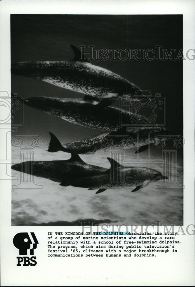 1985 Press Photo In the Kingdom of the Dolphins - spp00298 - Historic Images