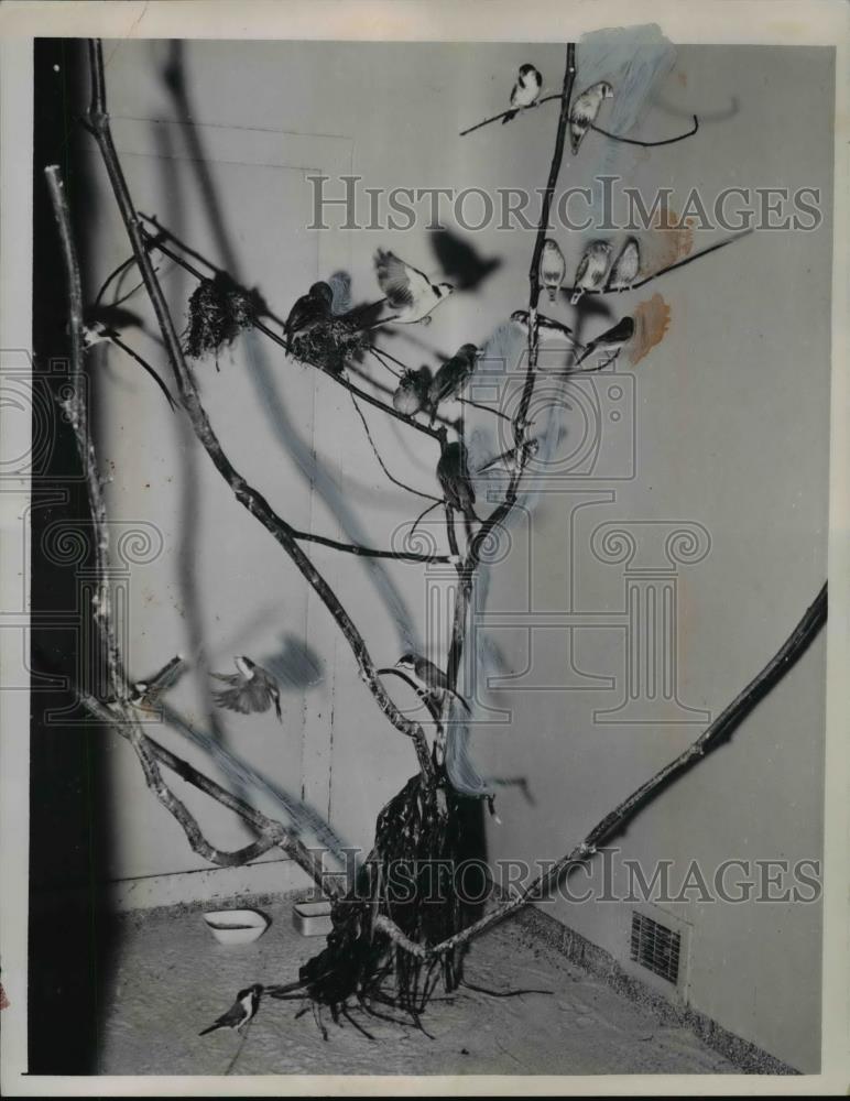 1959 Press Photo Weaver Birds Building A Nest With Raffia Paper In Cleveland Zoo - Historic Images