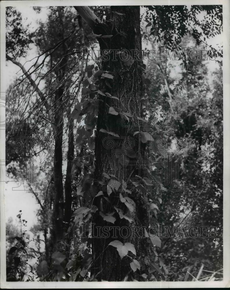1965 Press Photo Poison ivy grows around a tree - nef01961 - Historic Images
