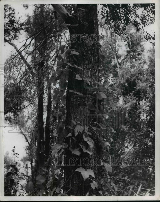 1965 Press Photo Poison ivy grows around a tree - nef01961 - Historic Images
