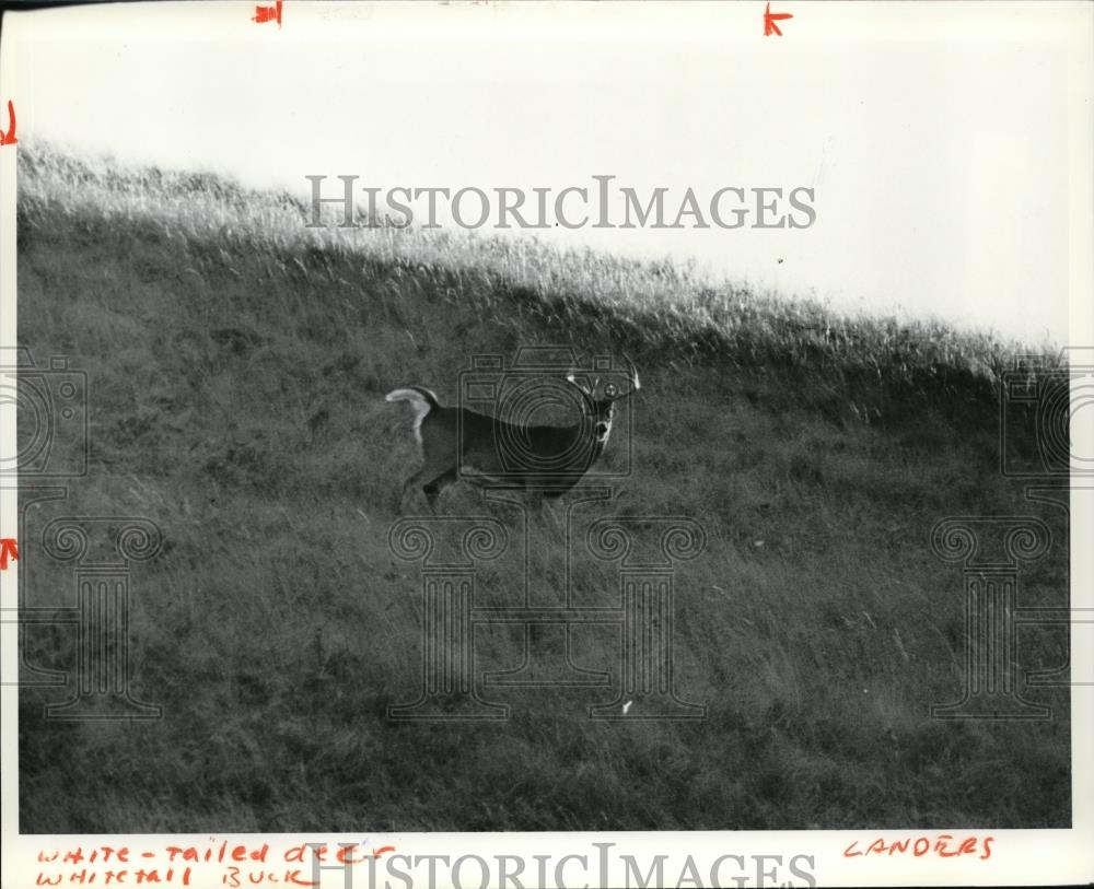 1982 Press Photo Whitetail Buck - spa21691 - Historic Images