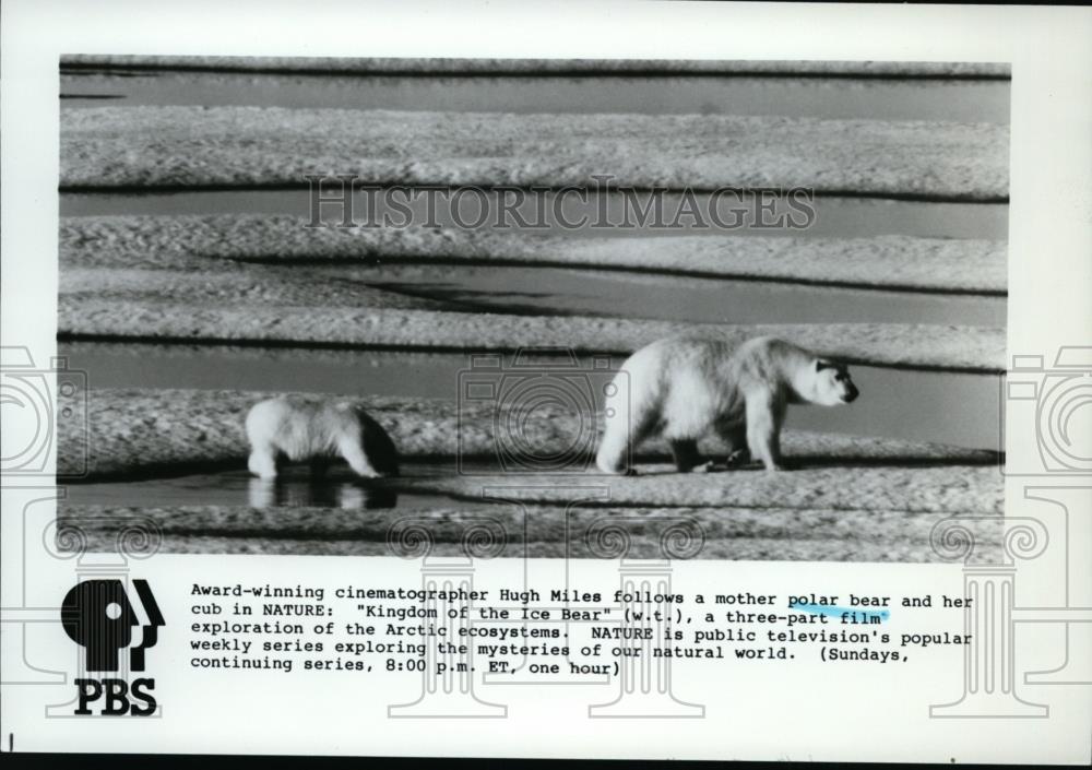 1986 Press Photo Polar Bear and Cub in Nature Kingdom of the Ice Bear - spp00804 - Historic Images