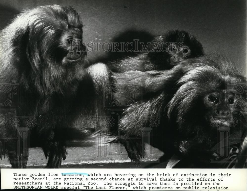Press Photo The Golden Lion Tamarins a native of Brazil - spp00346 - Historic Images