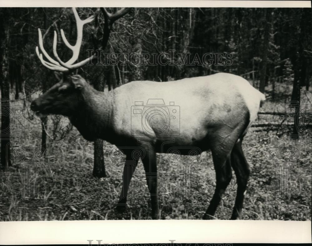 1984 Press Photo Elk grazing by roadside in national parks in Western Canada - Historic Images