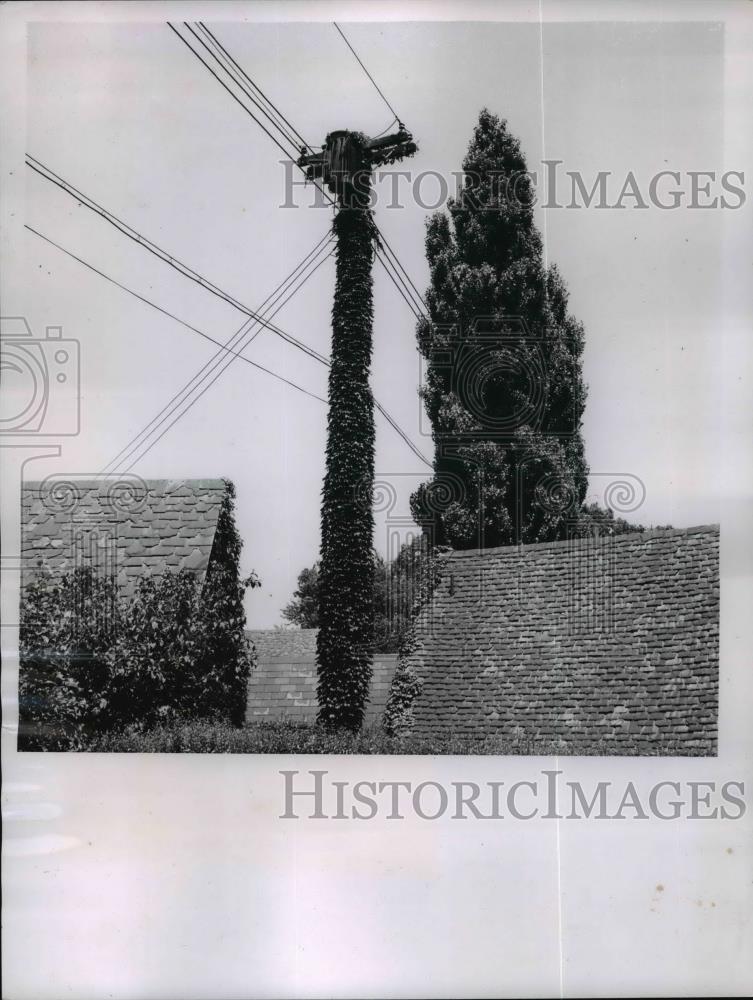 1956 Press Photo English Ivy grows on utility pole - nef01956 - Historic Images