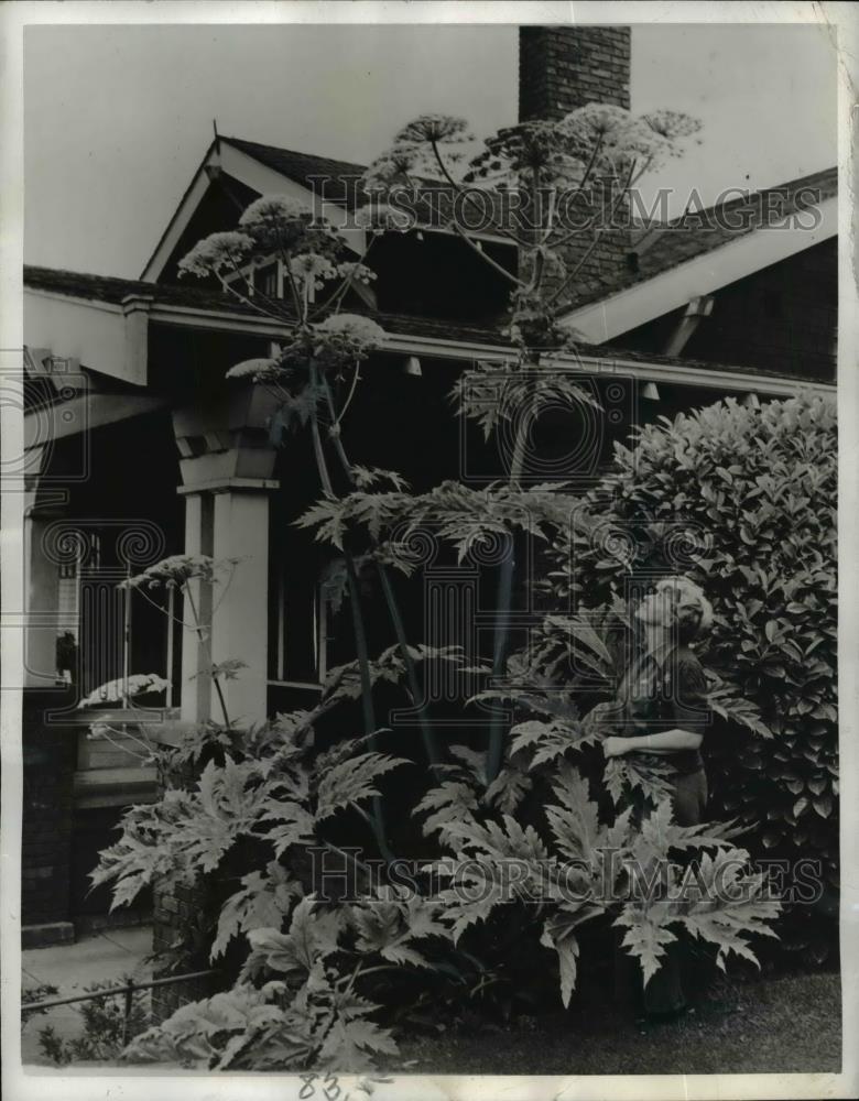 1942 Press Photo Heracleum plant grows in front of home in Seattle WA - Historic Images