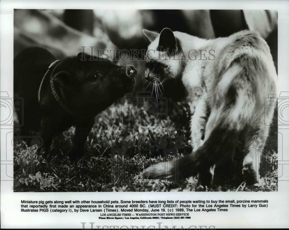 1989 Press Photo Miniature pig gets along well with other household pets - Historic Images