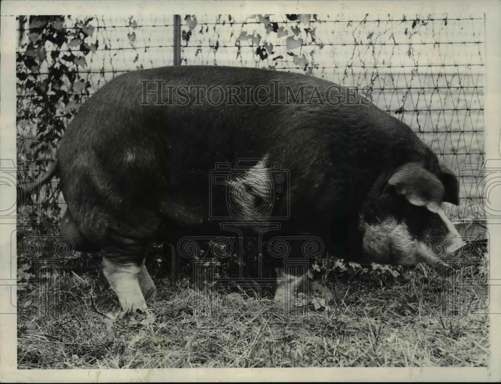 1929 Press Photo "Buster," a Poland China boar, the biggest hog in America - Historic Images