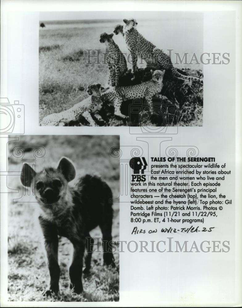 Press Photo Tales of the Serengeti-cheetah and hyena - cvb74682 - Historic Images