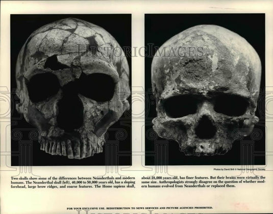 1989 Press PhotoTwo skulls, show difference between Neanderthals & modern humans - Historic Images