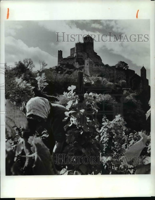 1981 Press Photo Grapes Harvest in Switzerland - cvb15130 - Historic Images