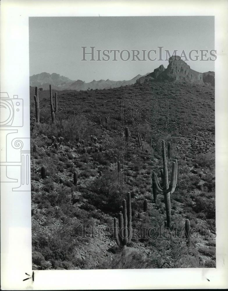 1983 Press Photo Arizona Water- Typical Arizona scenery and plant life. - Historic Images