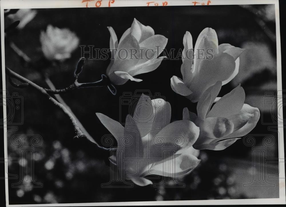 1978 Press Photo: Magnolias at the Gorden Center  - cvb58467 - Historic Images