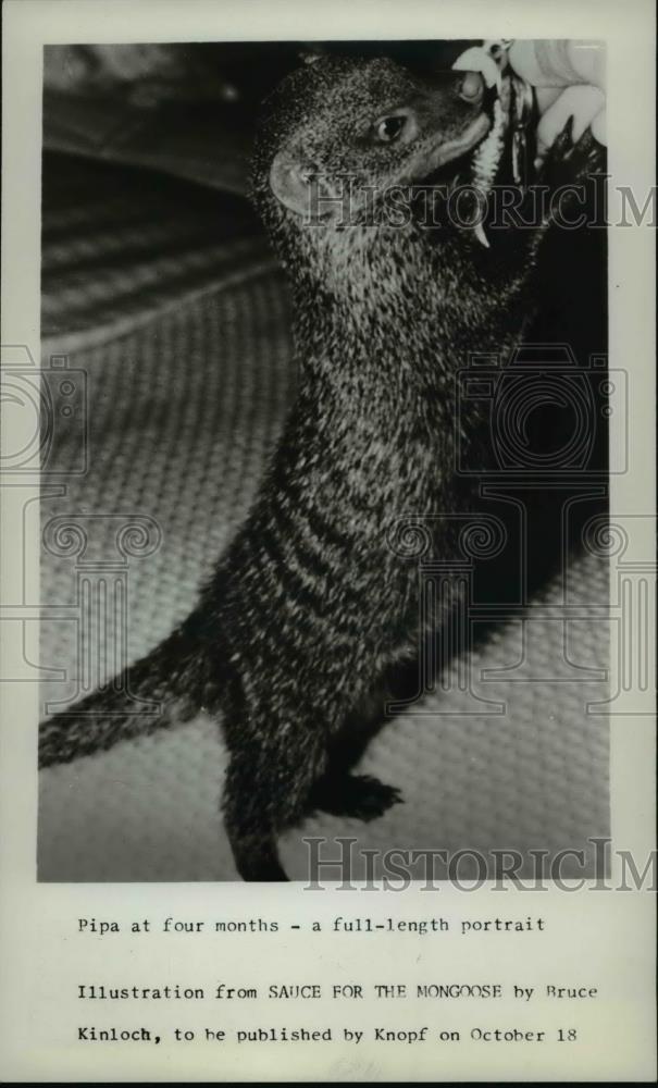 1965 Press Photo Pipa at four months a full length portrait - cvb68135 - Historic Images