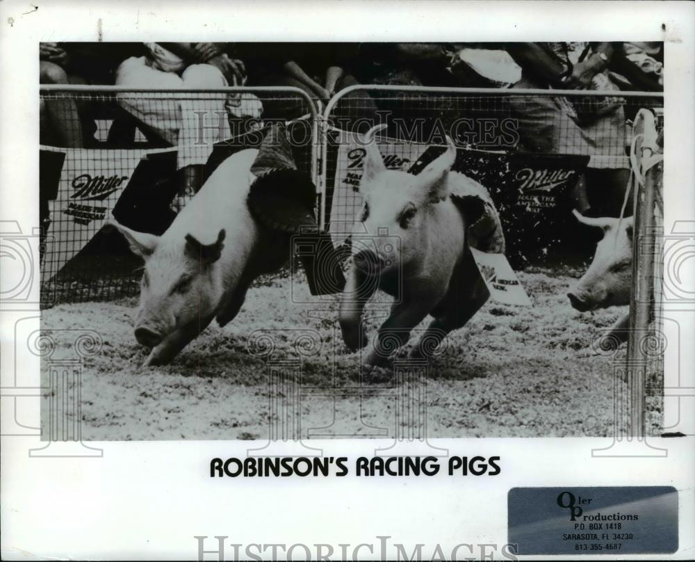 1990 Press Photo Robinson's Racing Pigs - cvb68809 - Historic Images