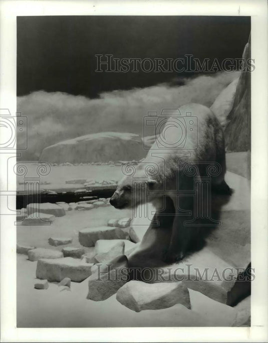 1992 Press Photo Polar bears spend a lot of time on ice and in water. - Historic Images