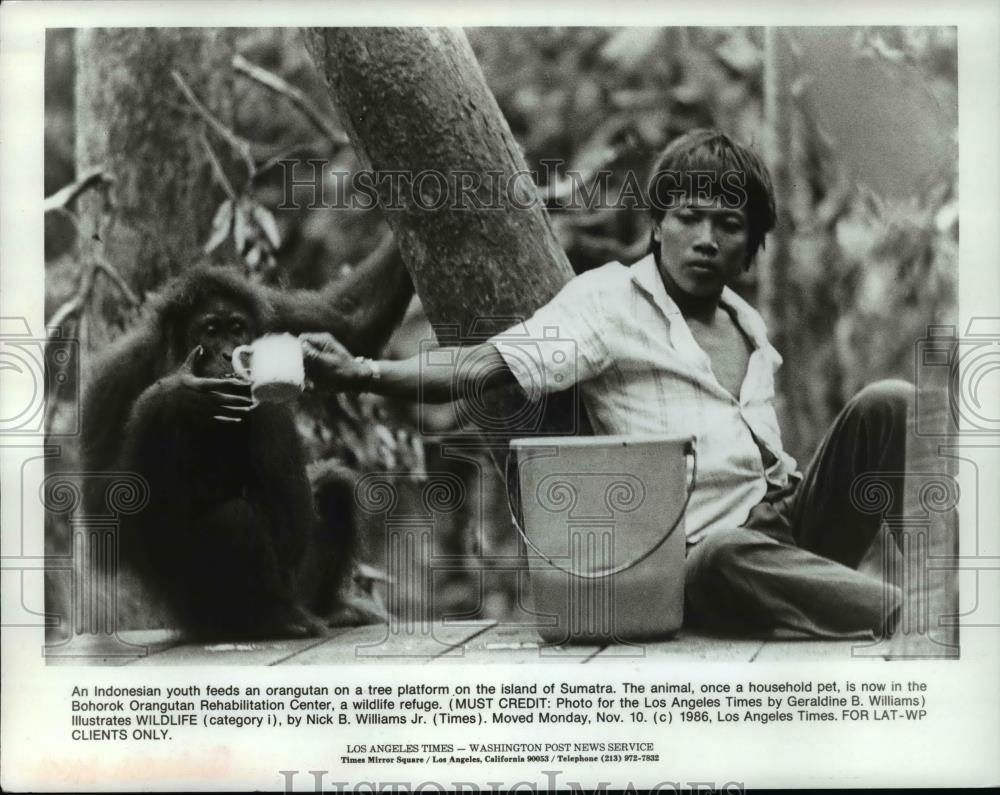 1986 Press Photo Orangutan fed by Indonesian youth - cvb68881 - Historic Images