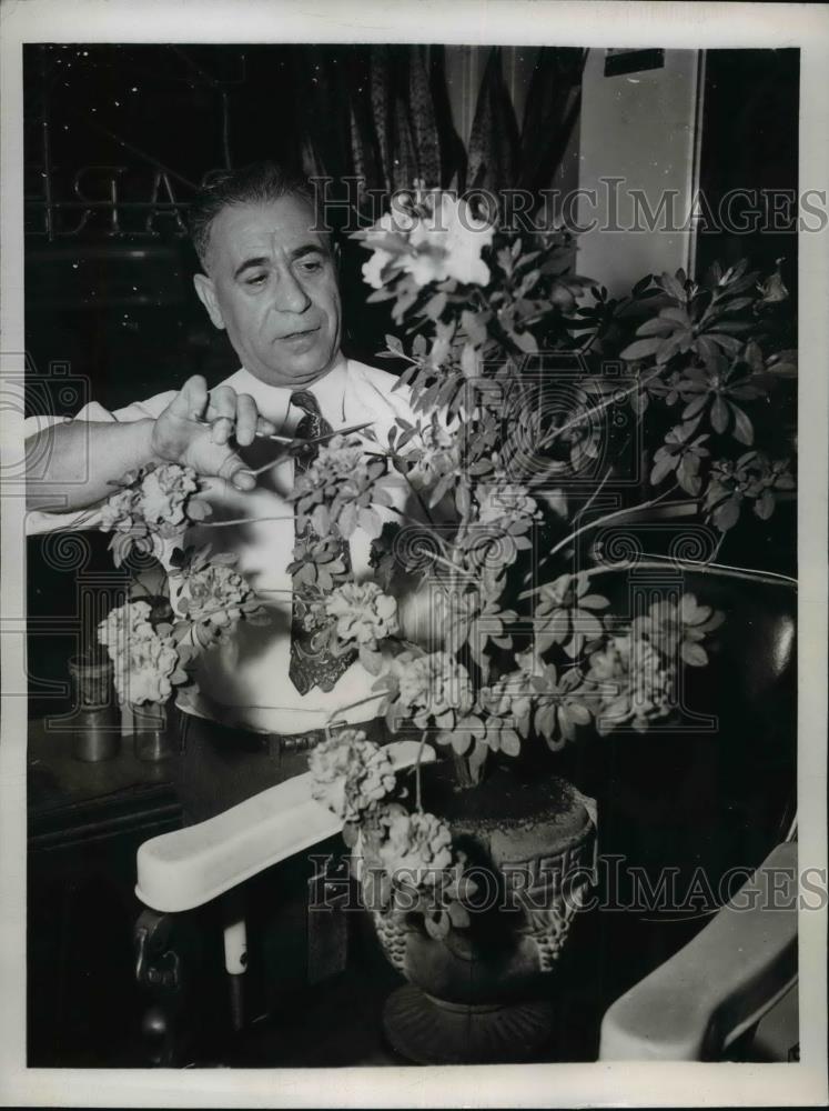 1946 Press Photo Joseph Abinati, Chicago Barber with an Azalea Plant - Historic Images