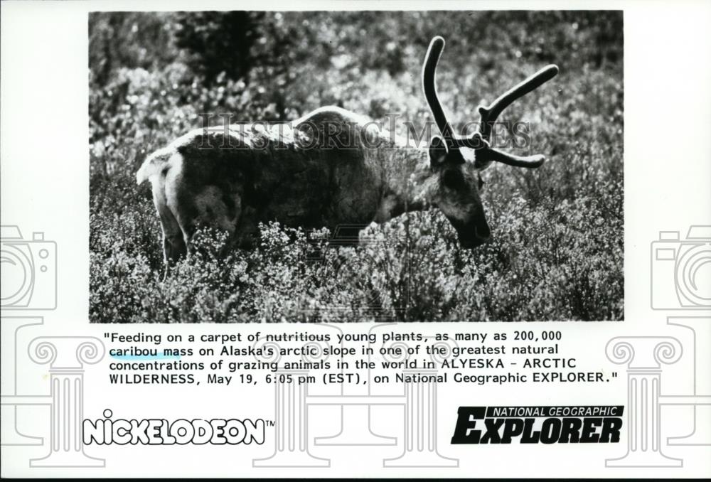 1985 Press Photo Animals Caribou Mass on Alaska&#39;s Arctic Slope - spp01118 - Historic Images