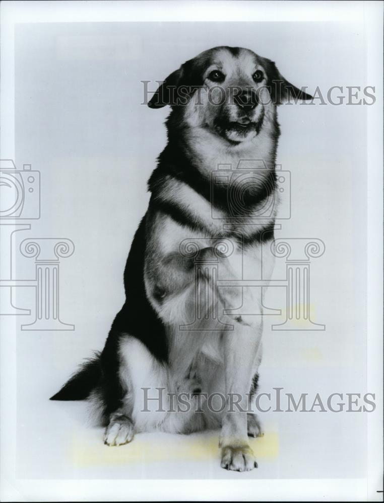 1987 Press Photo Ben Coleman&#39;s dog Reuben in FOX new comedy Duet - spp00273 - Historic Images