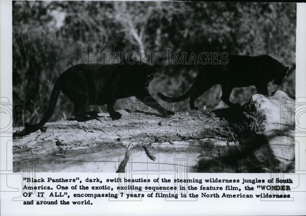 Press Photo Black Panthers of Steaming Wilderness Jungles of South America - Historic Images