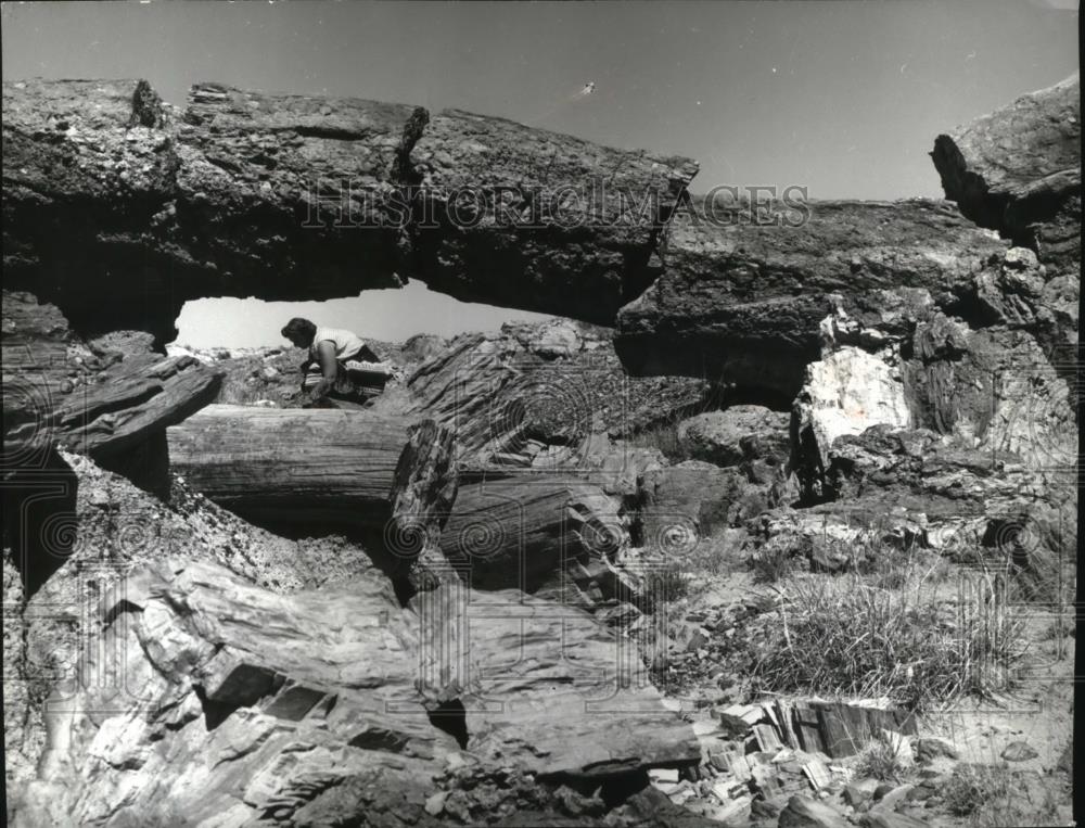 1985 Press Photo Arizona Petrified Forest - spa24950 - Historic Images