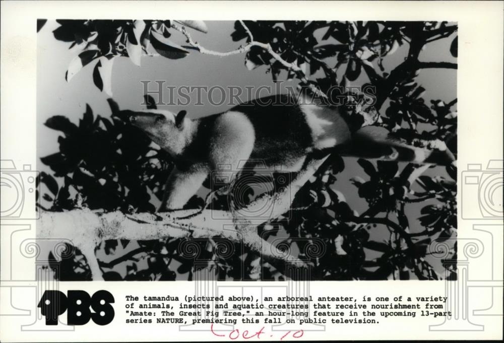 1983 Press Photo The Tamandua an Arboreal Anteater - spp01095 - Historic Images