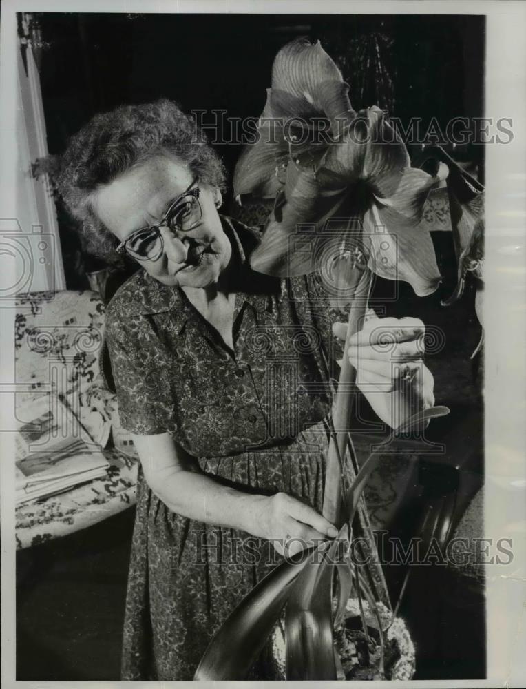 1961 Press Photo Mrs. Sam Angello Shows Giant Amaryllis Flower - nee99229 - Historic Images